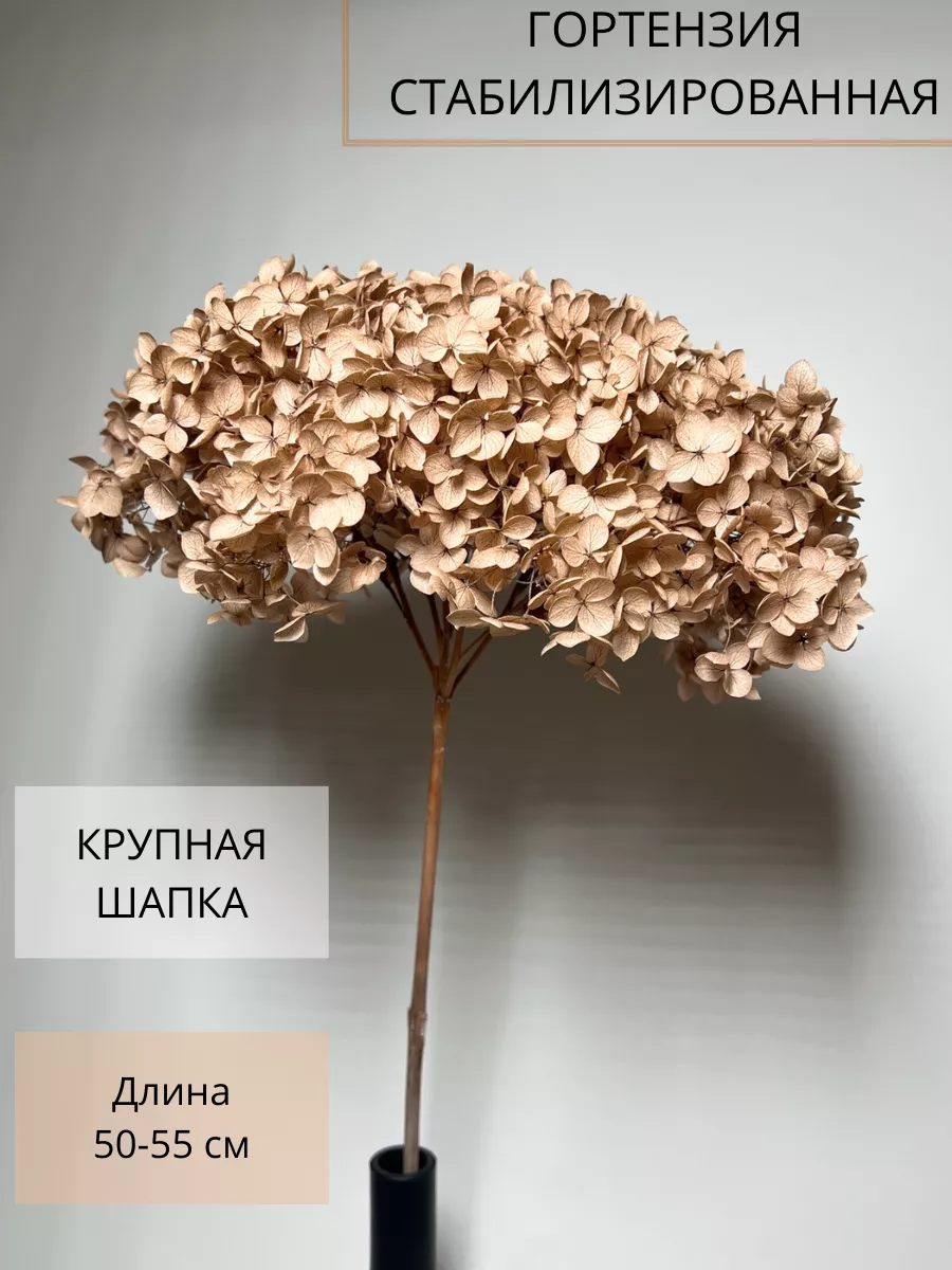 Гортензия...