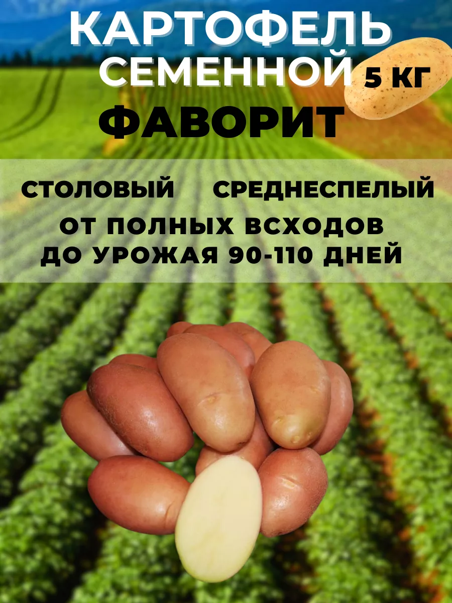 Где В Липецке Можно Купить Семенной Картофель
