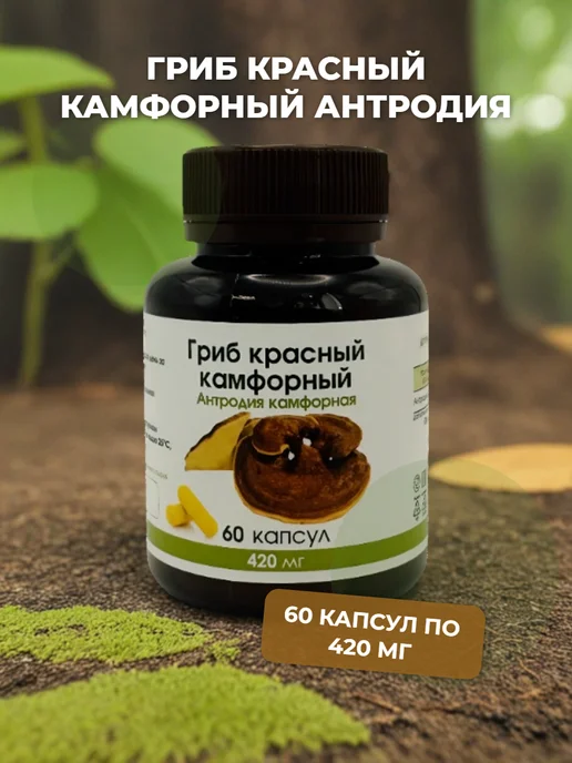 Для здоровья Антродия камфорный гриб, вариант
