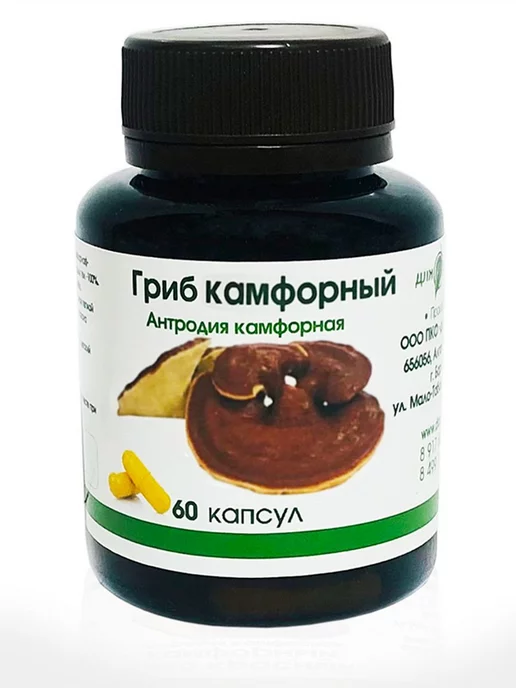 Для здоровья Антродия камфорный гриб, вариант, фото 2