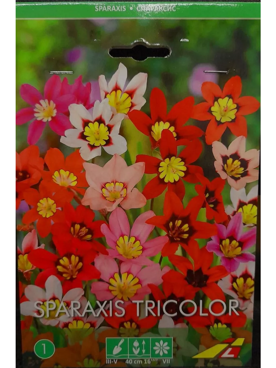 Спараксис триколор (Sparaxis tricolor), 10 шт