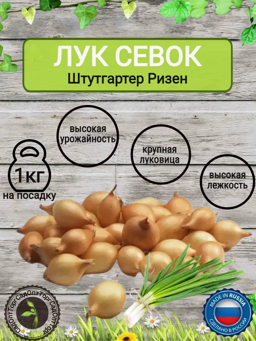 Лук на посадку Лук севок озимый на посадку на репку и зелень Штутгартер 1кг, 1 кг, фото 2