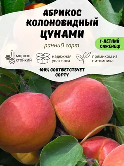 Саженцы Абрикос колоновидный Цунами ОНЛАЙН САД 211247063 купить за 274 ₽ в интернет-магазине Wildberries