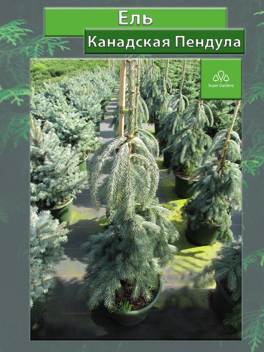 Ель канадская Пендула (Picea glauca Pendula) С5 40/50 Super Gardens  211253038 купить за 7 484 ₽ в интернет-магазине Wildberries