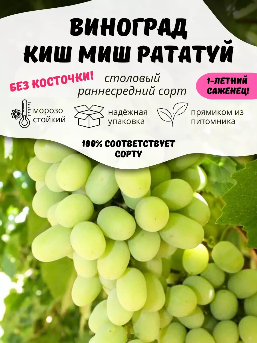 Саженцы Виноград Кишмиш Рататуй ОНЛАЙН САД 211282919 купить за 402 ₽ в  интернет-магазине Wildberries