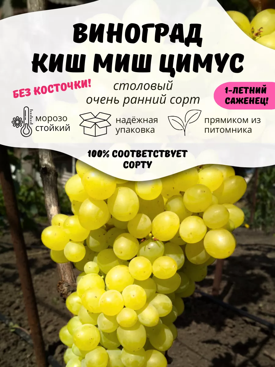 Саженцы Виноград Кишмиш...