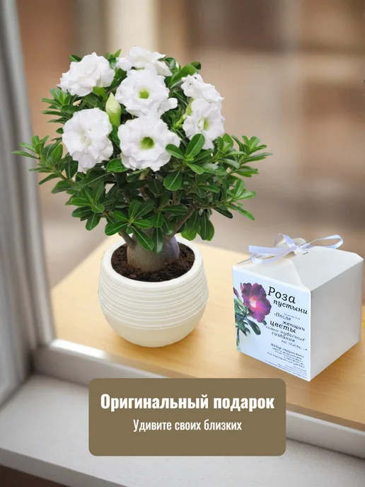 RuEl' Подарочный набор для выращивания цветов, Подарочный цветов, фото 8