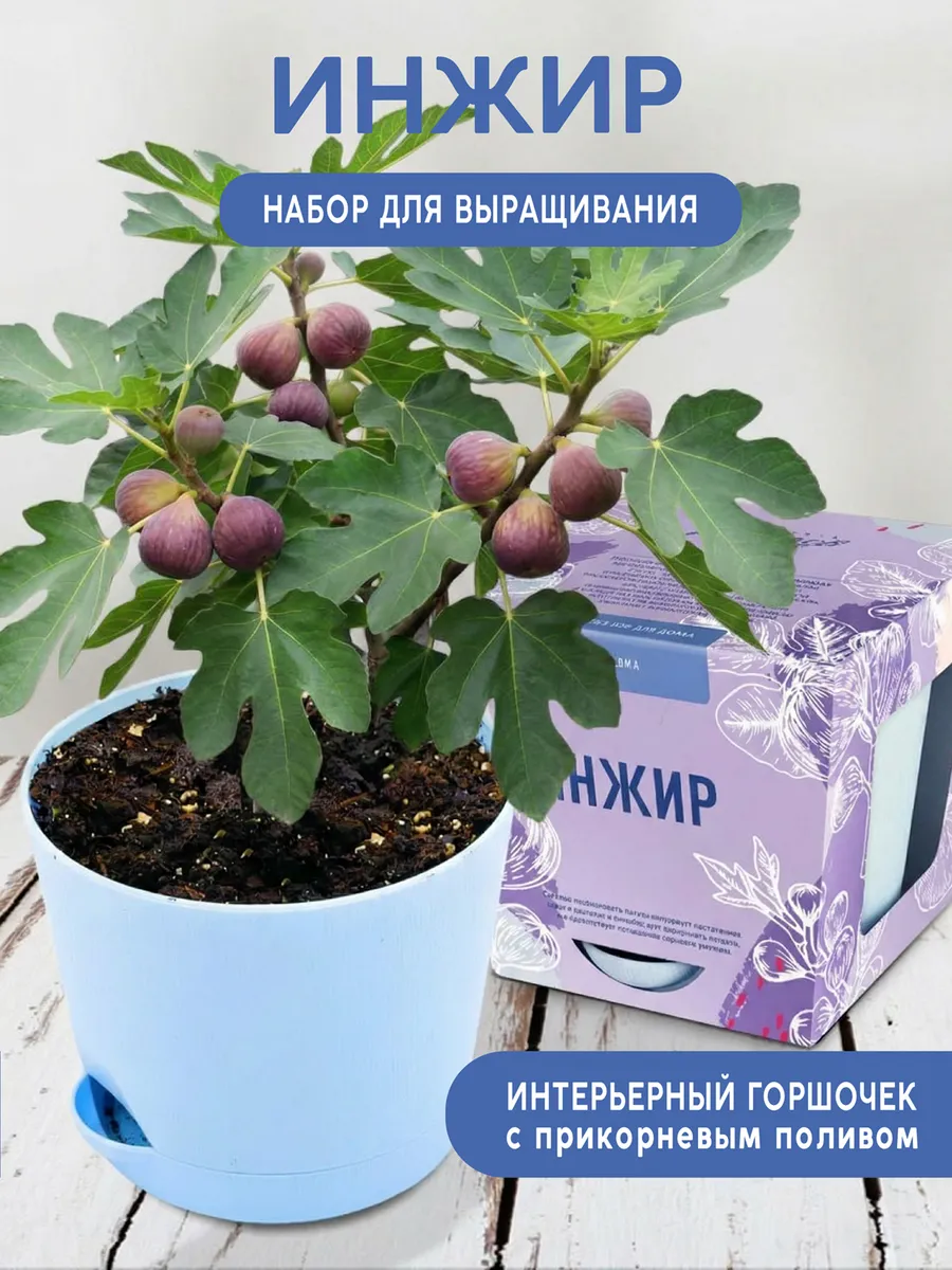 Инжир Набор для выращивания растений и цветов