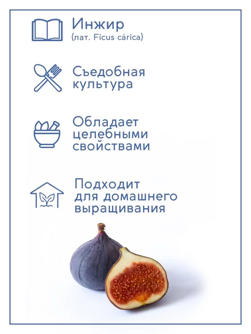 Тысяча Листьев Инжир Набор для выращивания растений и цветов, вариант, фото 4