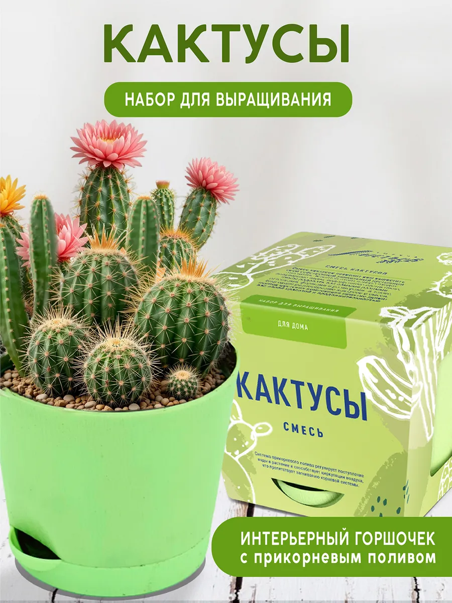 Кактусы Набор для выращивания растений и цветов