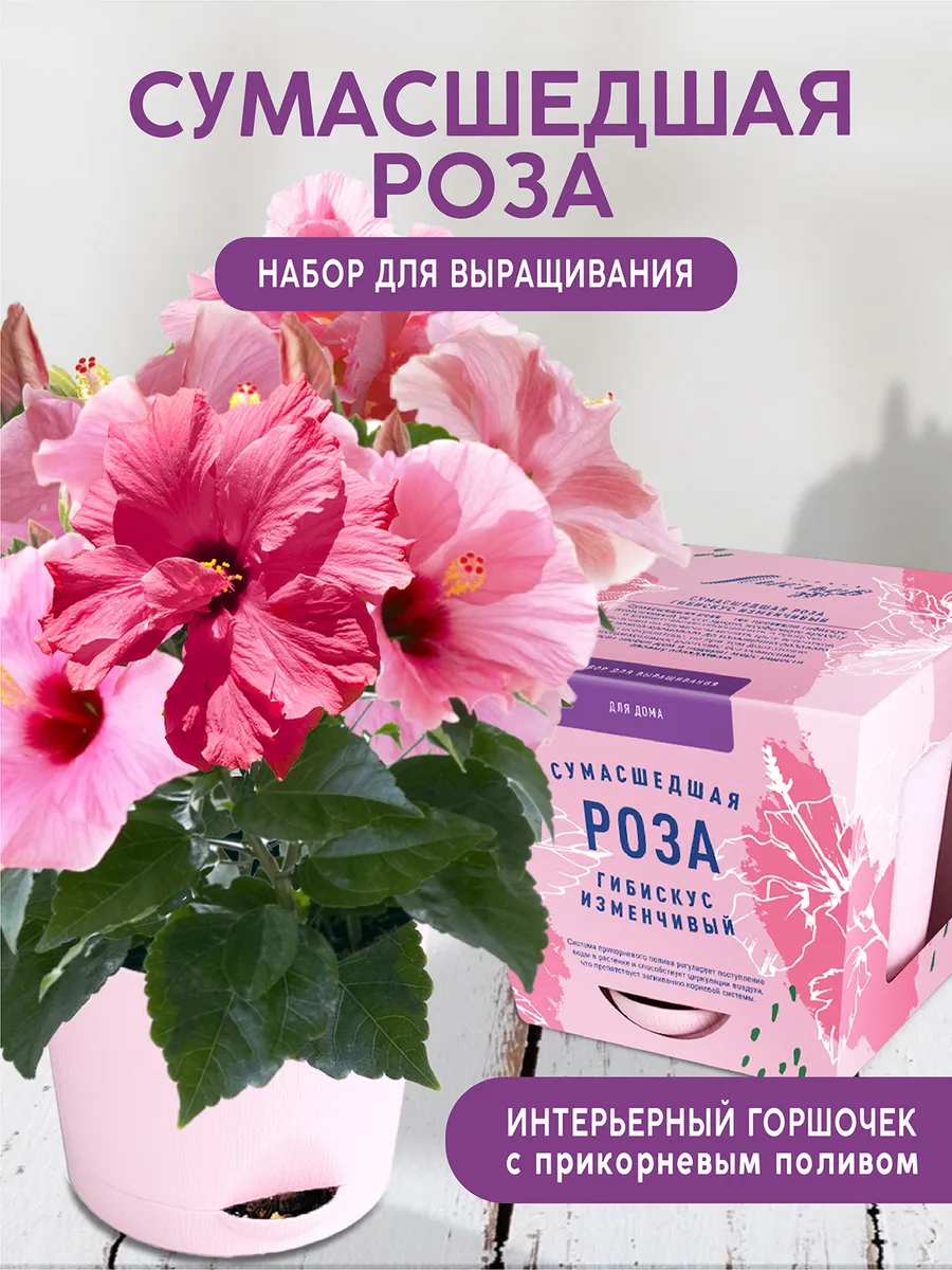 Роза Набор для выращивания растений и цветов