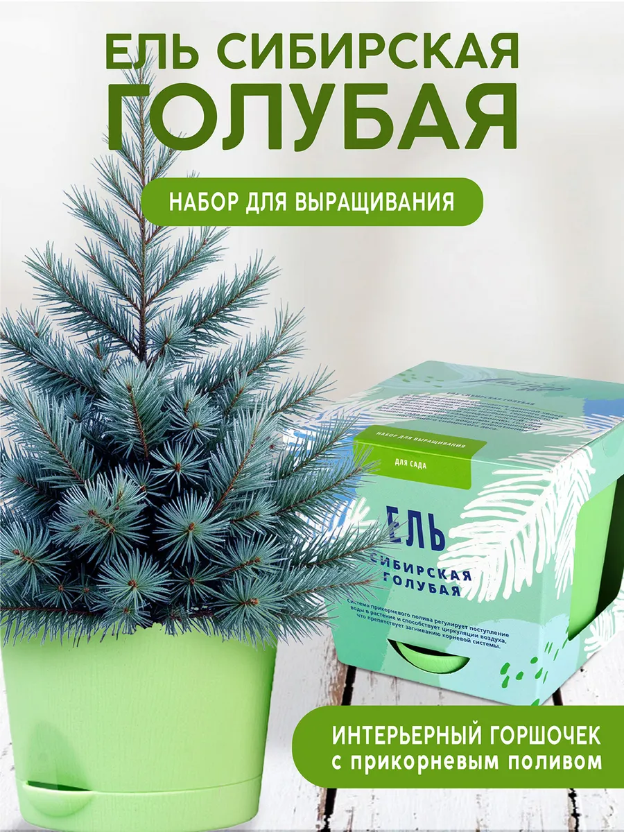 Ель голубая Сибирская Набор для выращивания растений