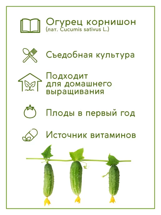Тысяча Листьев Огурец Набор для выращивания растений, вариант, фото 4