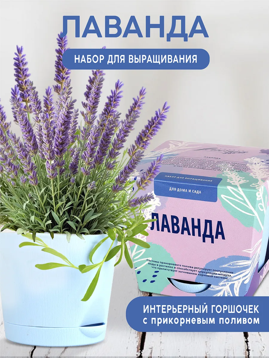 Лаванда Набор для выращивания растений