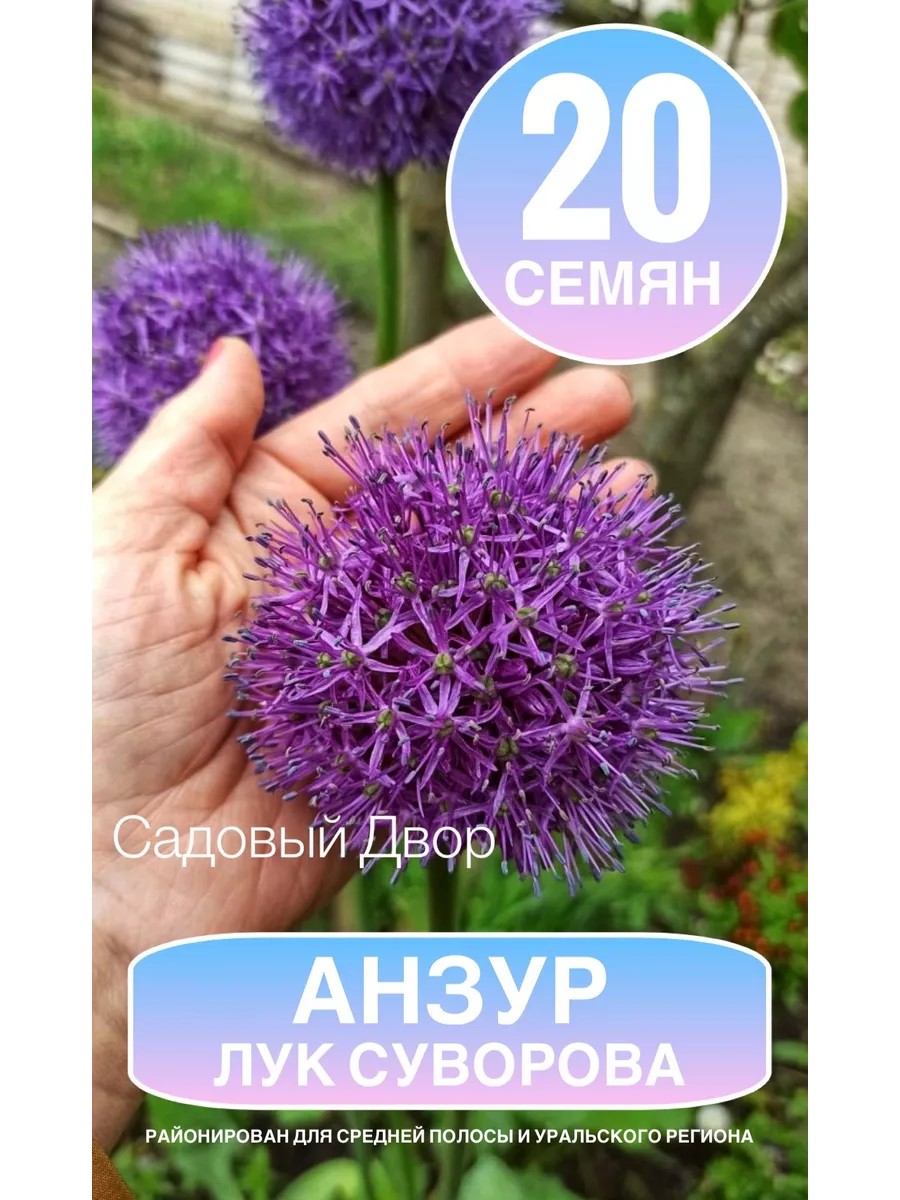 Лук Суворова, Анзур (Allium suworowii), семена 20 шт садовый двор 211452086  купить в интернет-магазине Wildberries