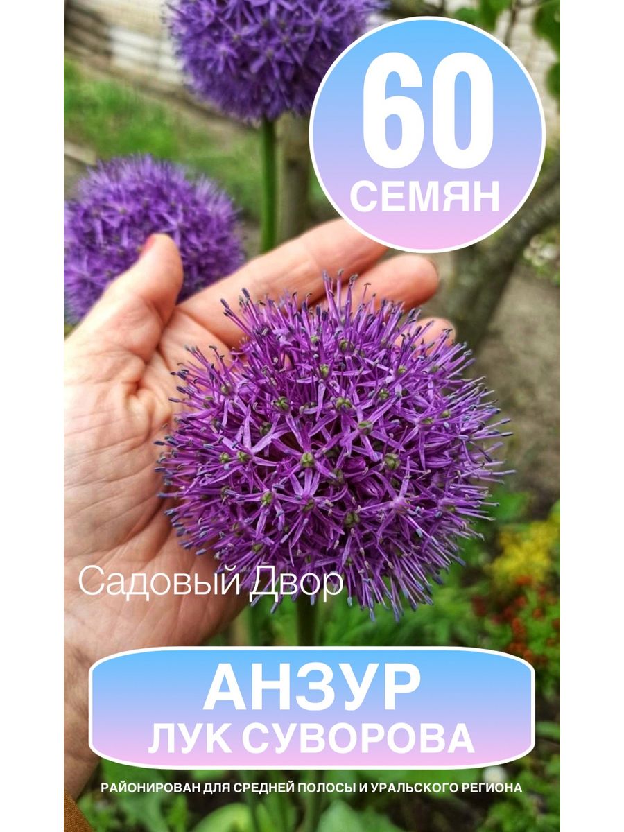 Лук Суворова, Анзур (Allium suworowii), семена 60 шт садовый двор 211452088  купить в интернет-магазине Wildberries