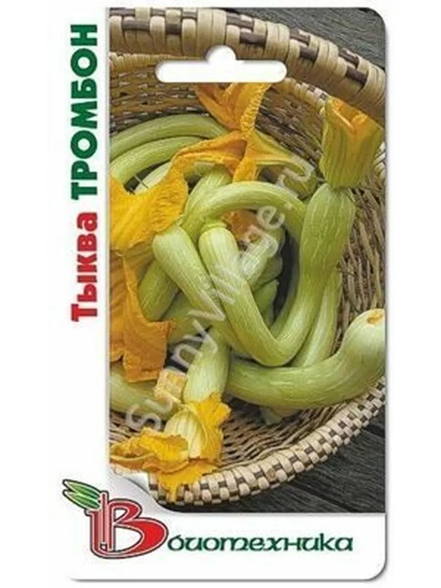 Тыква изогнутая длинная. Тыква похожая на женскую грудь. Тыква мускатная биотехника. Тыква тромбон. Тыква тромбон рампиканте.