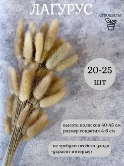 Сухоцветы лагурус 20-25 шт ALERINA flowers 211828786 купить за 381 ₽ в интернет-магазине Wildberries