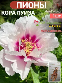 Пионы Саженцы Мой Садовод 212286659 купить за 522 ₽ в интернет-магазине Wildberries