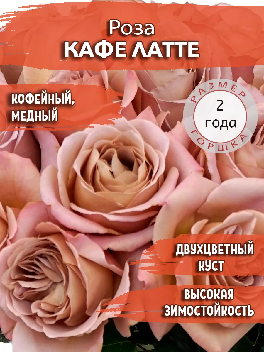 Rosa cafe discount