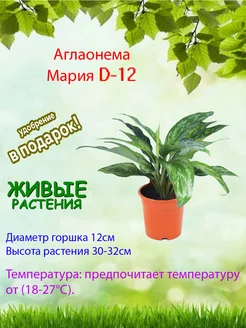 Аглаонема Мария D12 Это наш сад 212388206 купить за 2 207 ₽ в интернет-магазине Wildberries