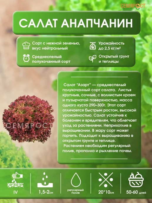 Семярост семена Семена Салат Анапчанин 2г, 2 г, фото 2