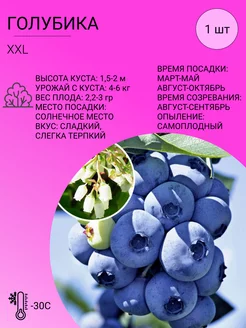 Голубика садовая XXL, ягодный кустарник, саженец 1 шт Цветочная Фея 212864768 купить за 382 ₽ в интернет-магазине Wildberries