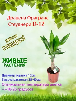 Комнатное растение Драцена Фрагранс Стеуднери D-12 Это наш сад 212879630 купить за 1 774 ₽ в интернет-магазине Wildberries