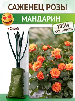 Саженцы цветов, многолетняя роза спрей Мандарин, для посадки Питомник растений Русь 213015849 купить за 449 ₽ в интернет‑магазине Wildberries