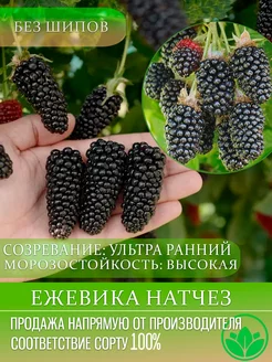 Интернет-магазин Wildberries: широкий ассортимент товаров - скидки каждый день!