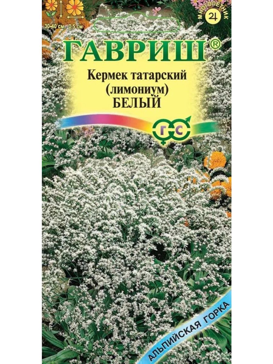 Кермек татарский фото и описание. Лимониум кермек татарский белый. Семена Гавриш Альпийская горка. Кермек белый многолетний. Кермек выемчатый белый.