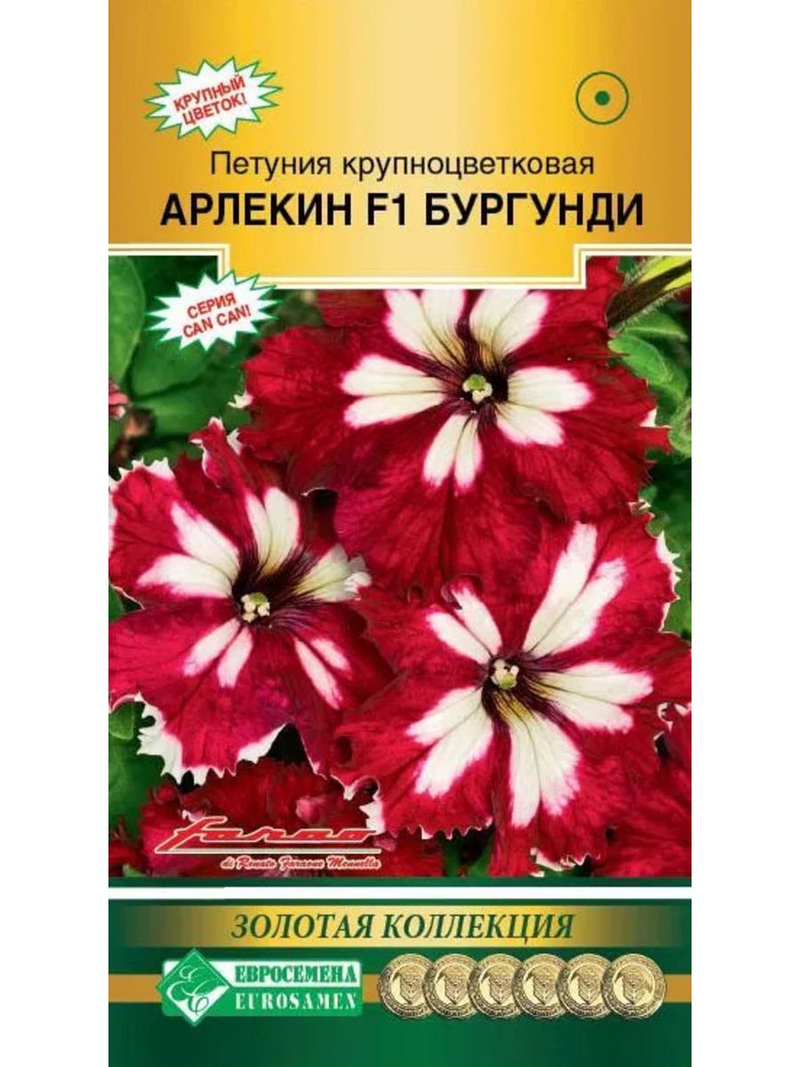 Петуния арлекин бургунди. Петуния Арлекин. Петуния Арлекин черри Роуз. Петуния Мираж морская пучина. Петуния итальянской селекции.