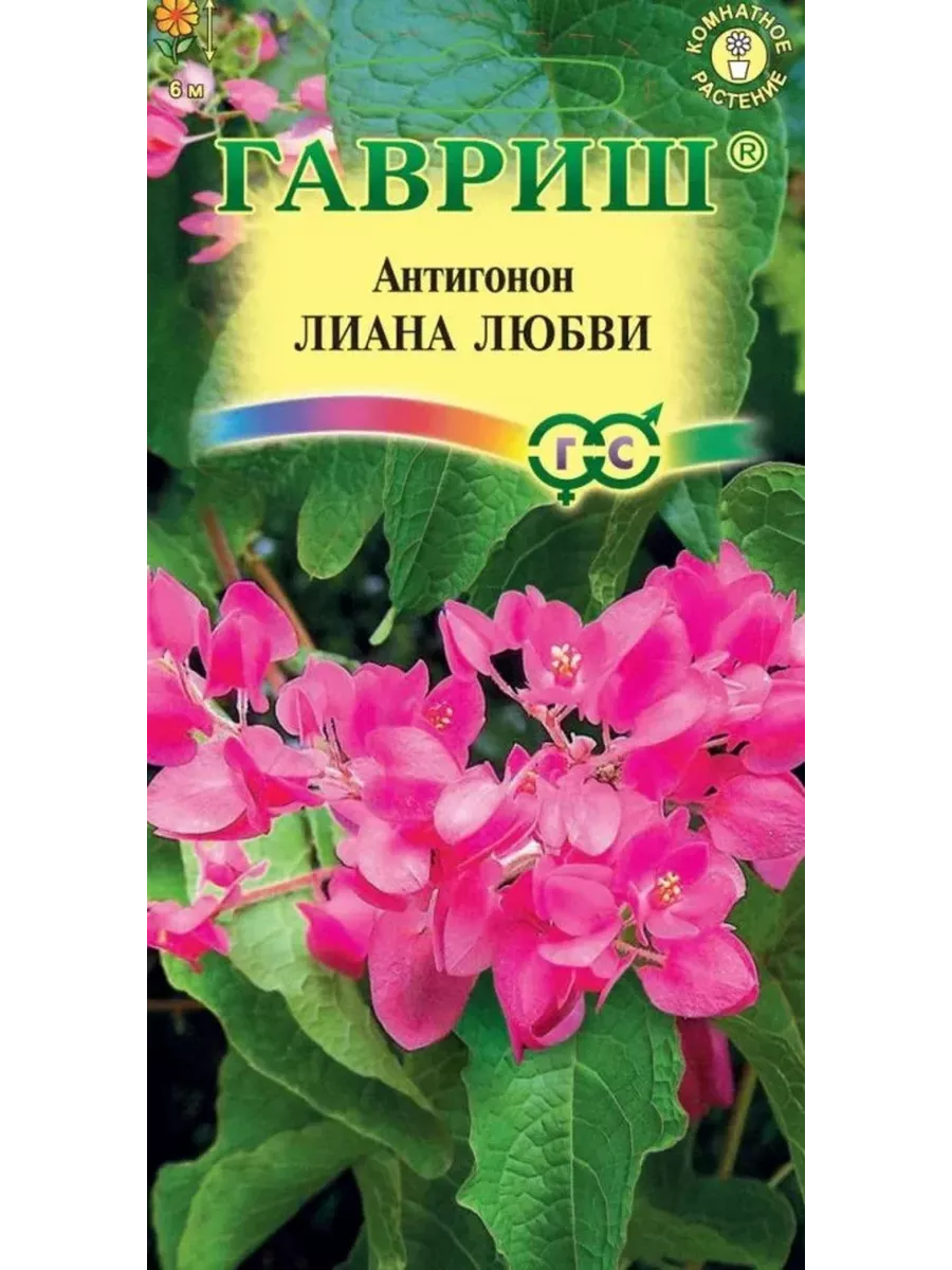 Семена Антигонон Лиана Любви 5шт.