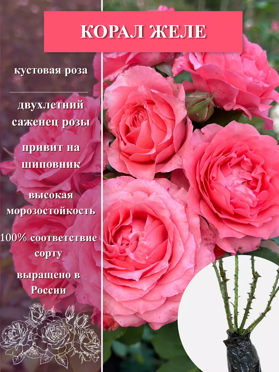 Саженец розы Корал Желе Мисс Роза 213848652 купить в интернет