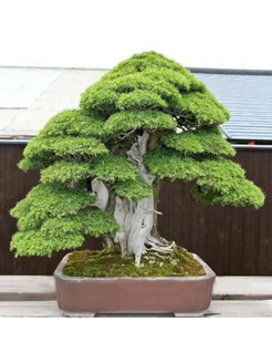 Жасырын камера бұталарда синай береді