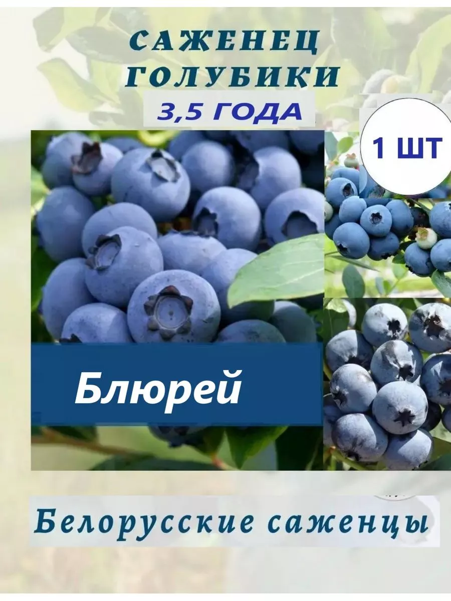 Голубика блюрей отзывы. Голубика сорт Дюк. Голубика Нортланд. Голубика Герберт