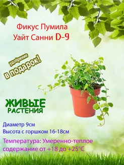 Фикус Пумила Уайт Санни D-9 живое растение Это наш сад 214267181 купить за 924 ₽ в интернет-магазине Wildberries