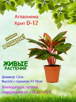 Аглаонема Крит D12 Это наш сад 214273407 купить за 3 055 ₽ в интернет-магазине Wildberries