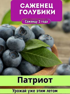 Саженцы голубики садовой Голубика морозостойкая 214336351 купить за 487 ₽ в интернет-магазине Wildberries