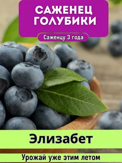 Саженцы голубики садовой Голубика морозостойкая 214336353 купить за 487 ₽ в интернет-магазине Wildberries