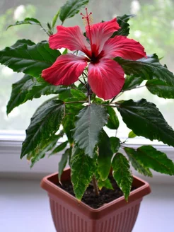 Гибискус китайский комнатный (Hibiscus Mutabilis) семена Колокольчик Shop 214373420 купить за 137 ₽ в интернет-магазине Wildberries