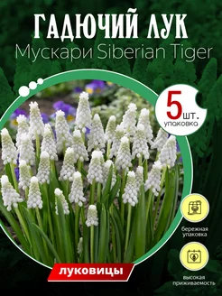 Гадючий лук Мускари Siberian Tiger (5шт) луковицы Пышный Сад 214395755 купить за 343 ₽ в интернет-магазине Wildberries