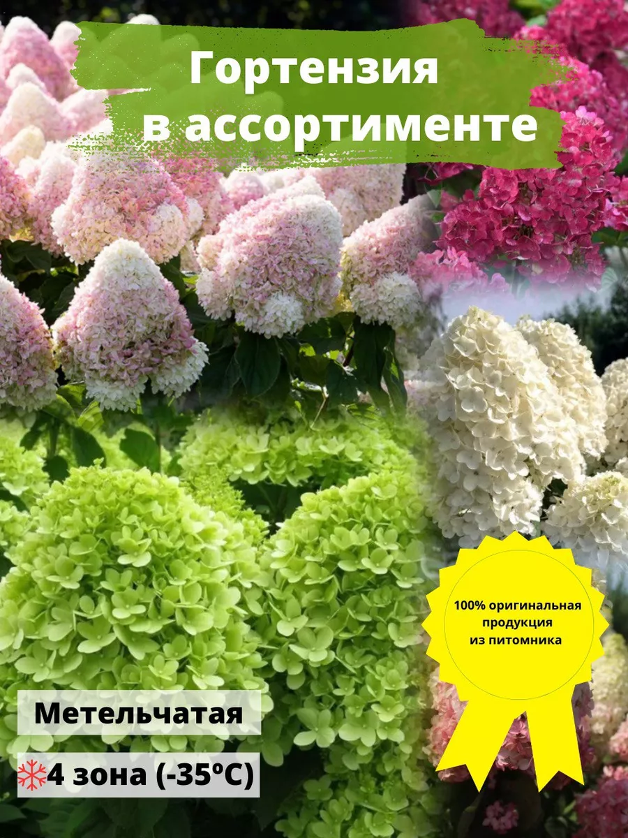 Гортензия метельчатая в...
