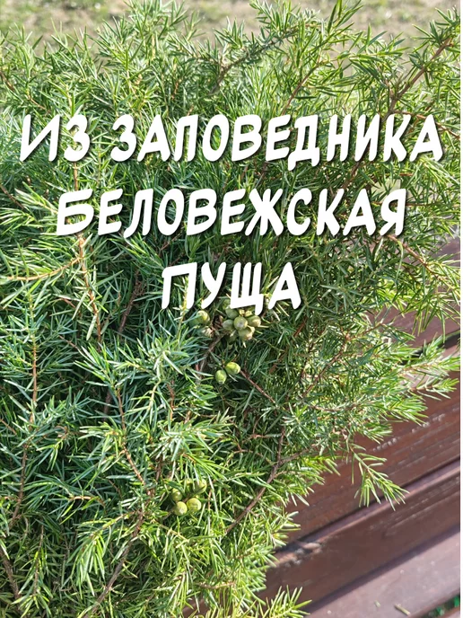 из Пущи Можжевеловый веник. Хвойный. 1шт, 2 шт, фото 3