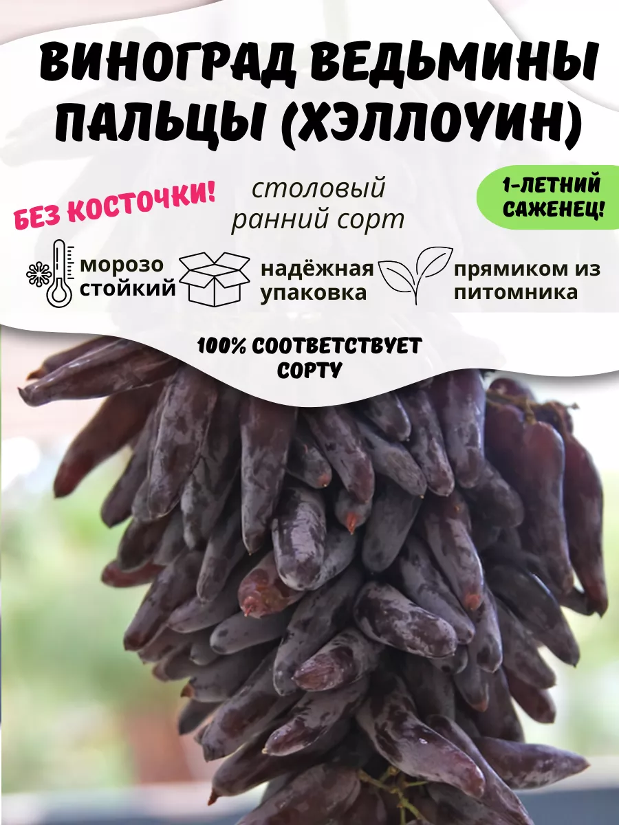 Саженцы Виноград Ведьмины...