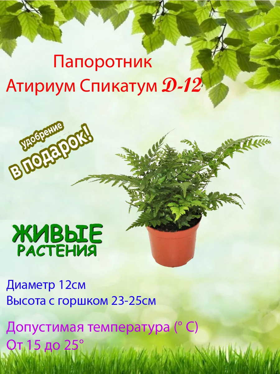 Папоротник Атириум Спикатум d12 Это наш сад 214567762 купить в  интернет-магазине Wildberries