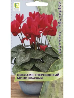 Семена Цикламен персидский МИНИ Красный агрофирма Поиск агрофирма Поиск 214800542 купить за 159 ₽ в интернет-магазине Wildberries