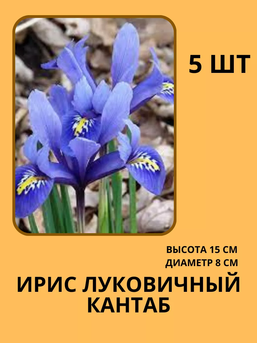 Ирис луковичный; Луковицы ириса Жемчужина сада 214904158 купить за 339 ₽ в  интернет-магазине Wildberries