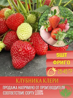 Саженцы Клубники Клери Крымский Питомник Растений 214982857 купить за 204 ₽ в интернет-магазине Wildberries