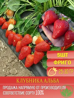 Саженцы Клубники Альба Крымский Питомник Растений 214991767 купить за 217 ₽ в интернет-магазине Wildberries